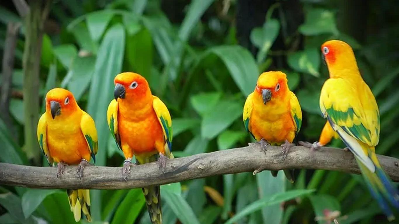 Karnala Bird Sanctuary